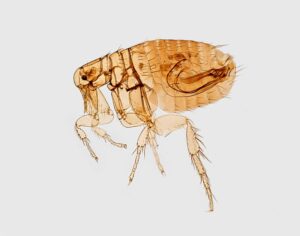 How Airborne Pathogens Travel and Infect People in Indoor Environments
