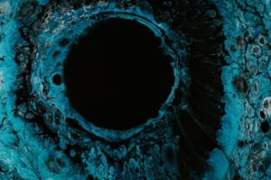 The Role of Wildlife in Harboring and Spreading Dangerous Human Infections